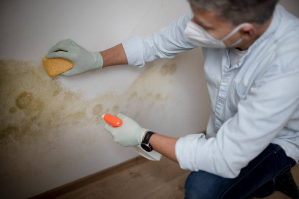 Best Post-Flood Mold Remediation in Viola, NY